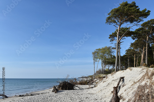 Totholz am Ostseestrand photo