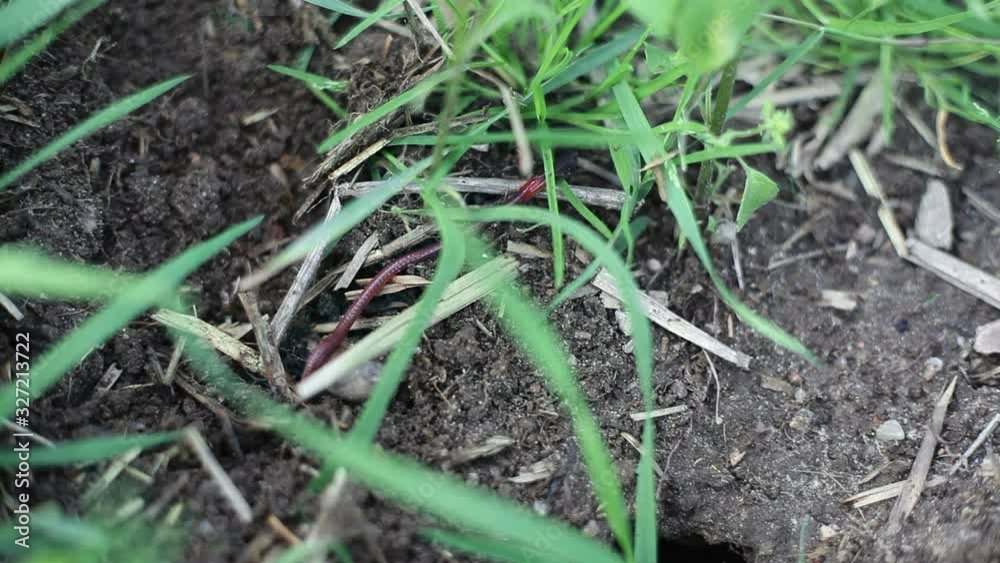 Red earth worm in healthy organic veggie garden soil, close up Red earth worm in healthy organic veggie garden soil, close up