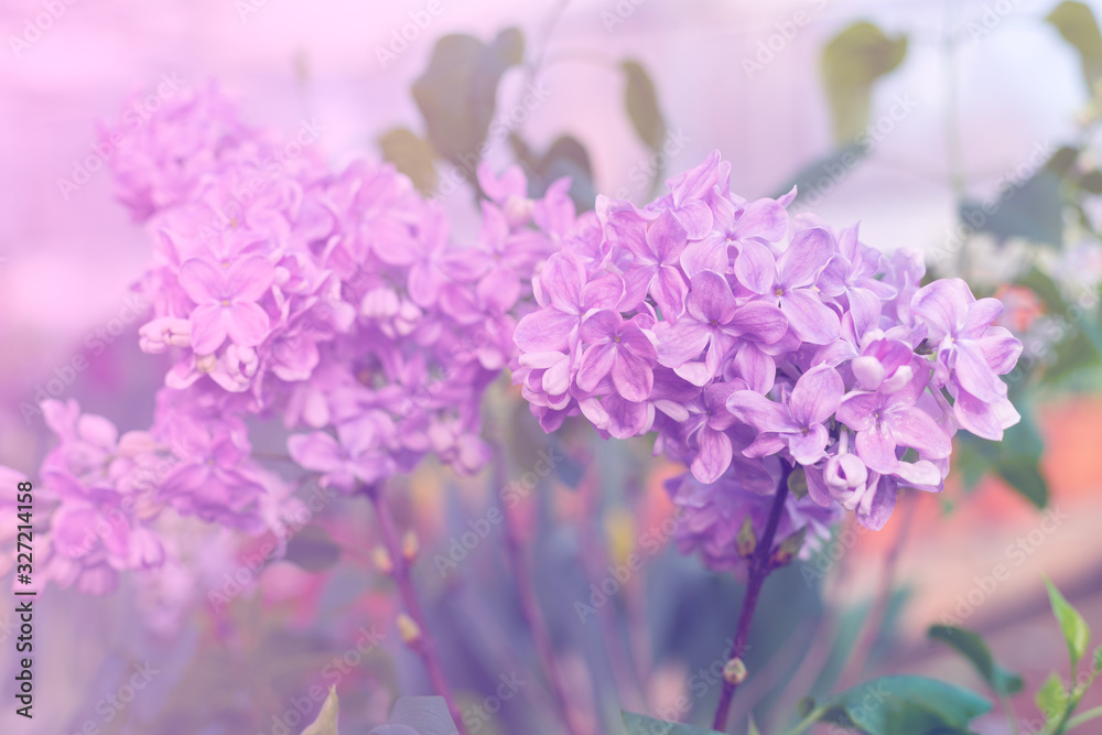 Fototapeta premium Fresh lilac branch, copyspace, selective focus, toned
