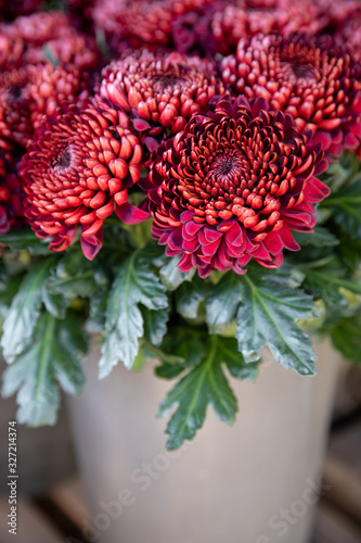 Fototapeta Naklejka Na Ścianę i Meble -  Amazing bouquet of burgundy color chrysanthemum flowers in the greek flowers boutique in winter - floral background.