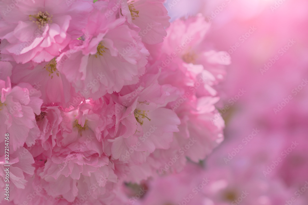 Close up of beautiful pink cherry blossom-sakura flower. Springtime blooming plants. Selective focus and blurred background. Spring nature. Close up of beautiful pink cherry blossom-sakura flower. Springtime blooming plants. Selective focus and blurred background. Spring nature.