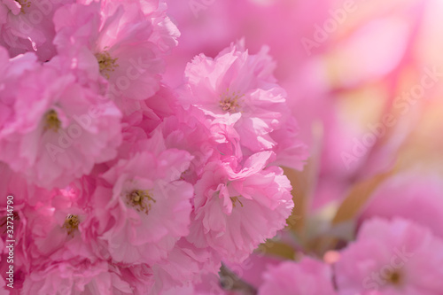 Close up of beautiful pink cherry blossom-sakura flower. Springtime blooming plants. Selective focus and blurred background. Spring nature.