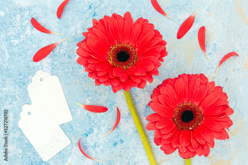 Fresh spring red flower and petals with blank card over blue textured background