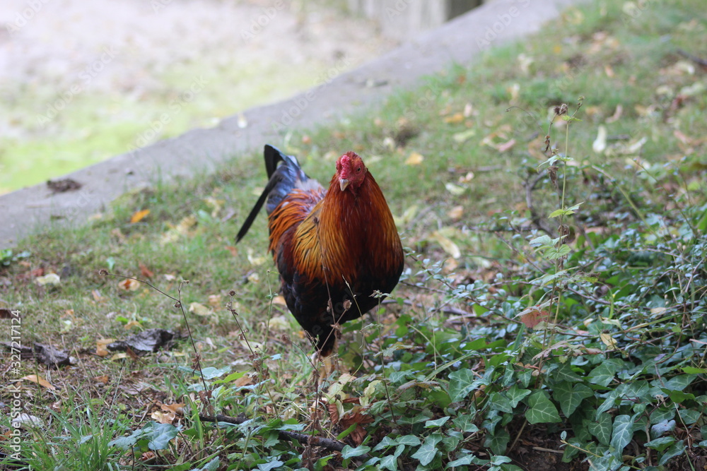 Fototapeta premium Wunderschöne Tiere aus dem Tierpark in Schönbrunn Wien