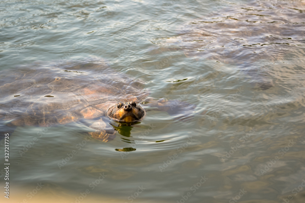 The little head appearing out of the surface of the water of turtles in a little lake in the Amazonian forest in Brazil