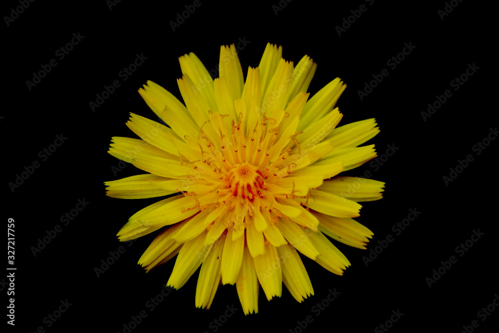 Dandelion Flower Dandelion Flower