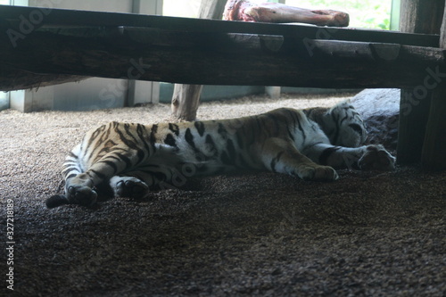 Wunderschöne Tiere aus dem Tierpark in Schönbrunn Wien photo