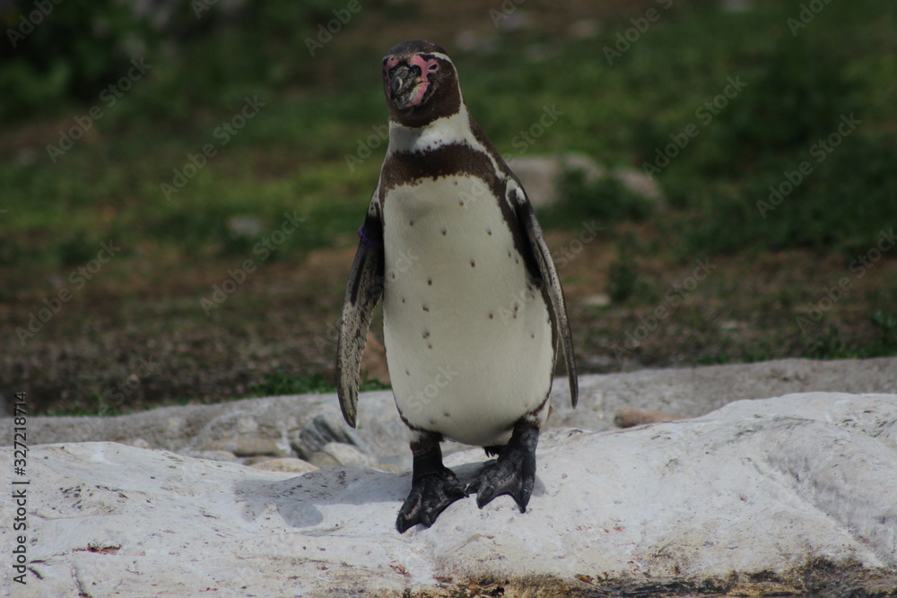 Naklejka premium WUnderschöne Tiere im TIerpark vom Schloss schünbrunn