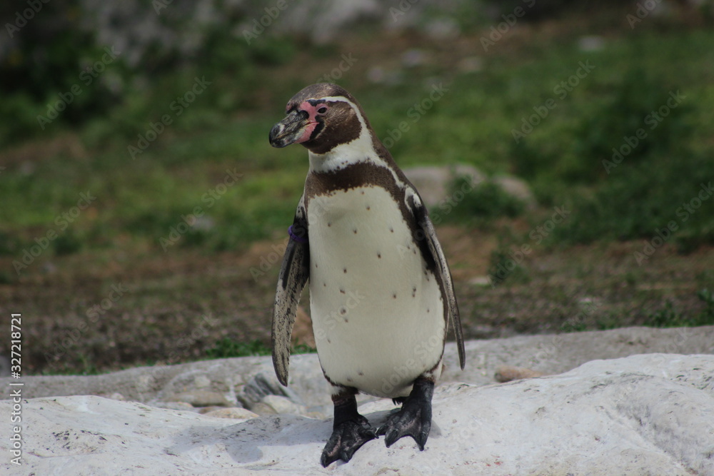 Fototapeta premium WUnderschöne Tiere im TIerpark vom Schloss schünbrunn