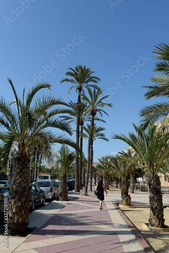 Date palms in the Spanish city of Elche