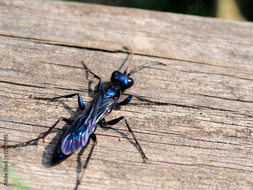 Blue cricket hunter wasp on wood