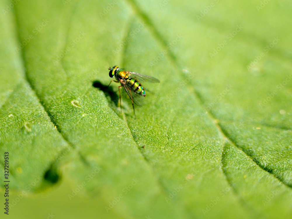 Small iridescent green fly on a leaf Small iridescent green fly on a leaf