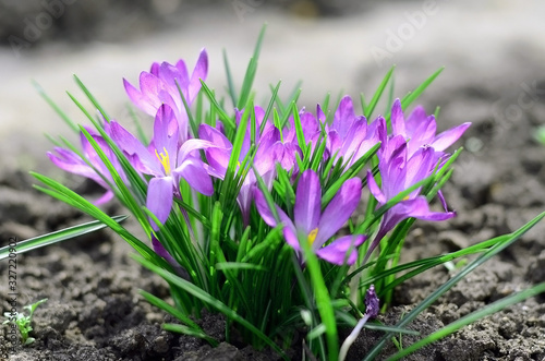 beautiful purple crocuses blooms in spring. spring flowers