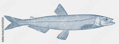 Eulachon thaleichthys pacificus, marine fish from the Pacific coast of North America