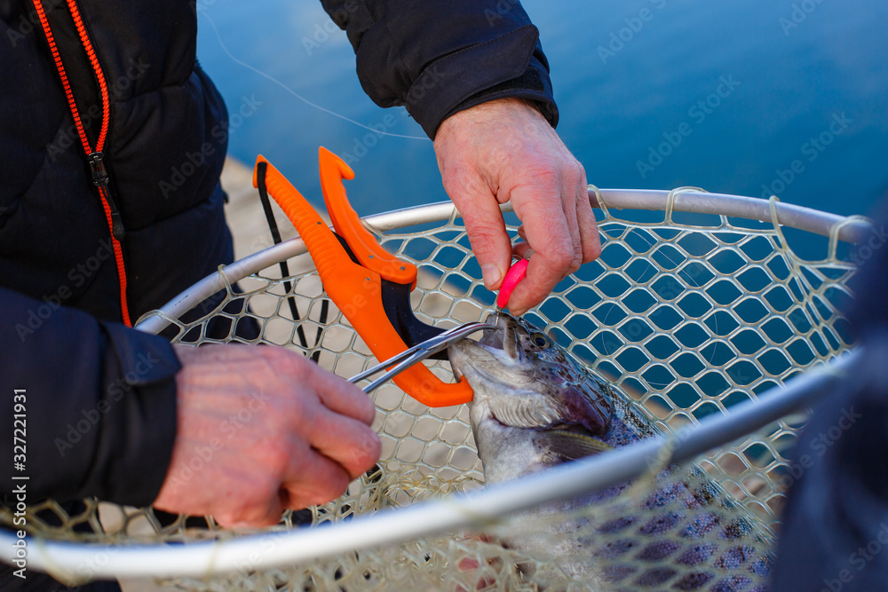 The fisherman holds the trout with a special fishing grip in the net. The  hands of the fisherman with the orange grip - poles for fishing Stock Photo