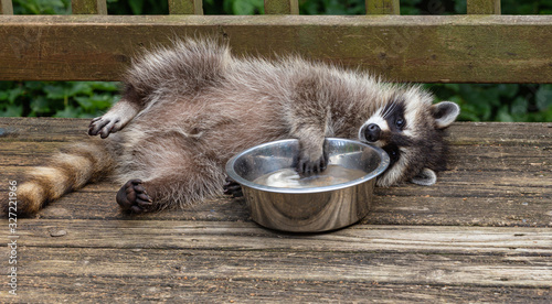 Playful little baby raccoon splashing his paw in cool water on a warm day in Oak Mountain, New Brunswick, Canada.