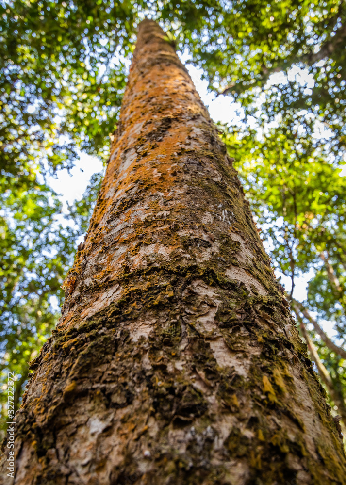 Tree trunk in the middle of the Atlantic forest on a sunny day Tree trunk in the middle of the Atlantic forest on a sunny day