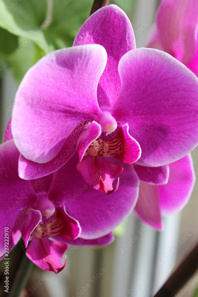 Obraz premium Purple orchid, phalaenopsis on nature background for good mood