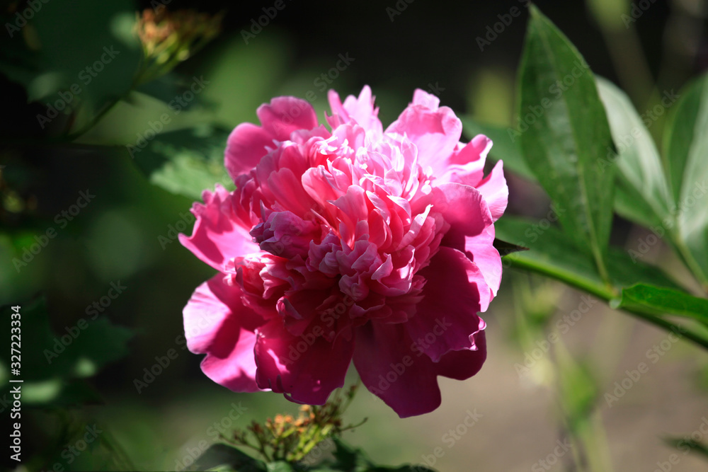 Spring time. Blossoming garden. Blooming pink peony on the blurred green background. Spring in the countryside garden with blossoming flowers