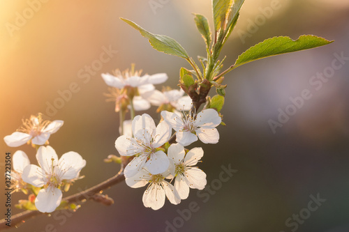 Flowering branch of fruit tree cherry sunset evening spring