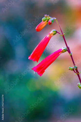 Firecracker Penstemon (Penstemon eatonii) blooms in Arches National Park photo