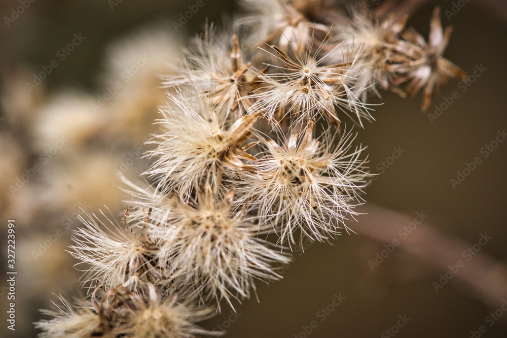 blume, natur, pflanze, saat, makro, weiß blume, natur, pflanze, saat, makro, weiß