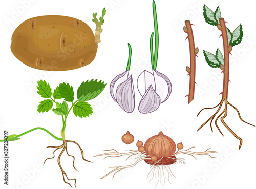 Vegetative reproduction of plants. Tubers, bulbs, stem and daughter plant isolated on white background