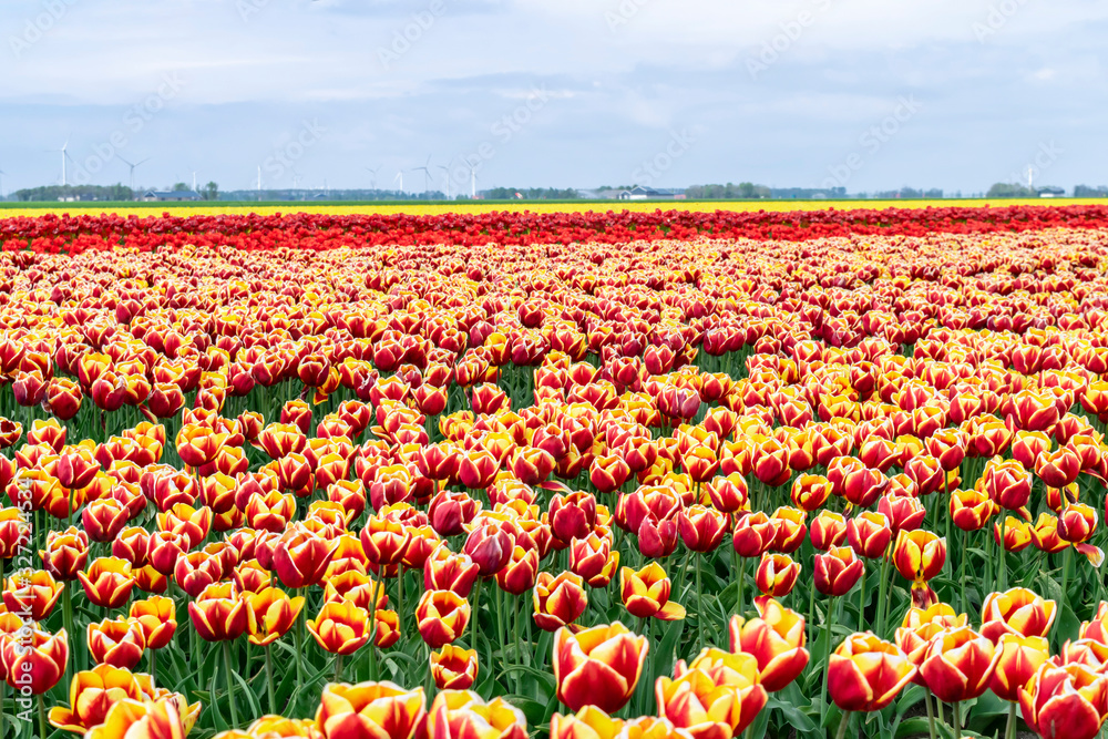 Red, orange and yellow tulips on flower plantations in the Dutch province of Flavoland, selective focus. Blooming rows of tulips in the Netherlands. Spring flower fields against the blue sky.