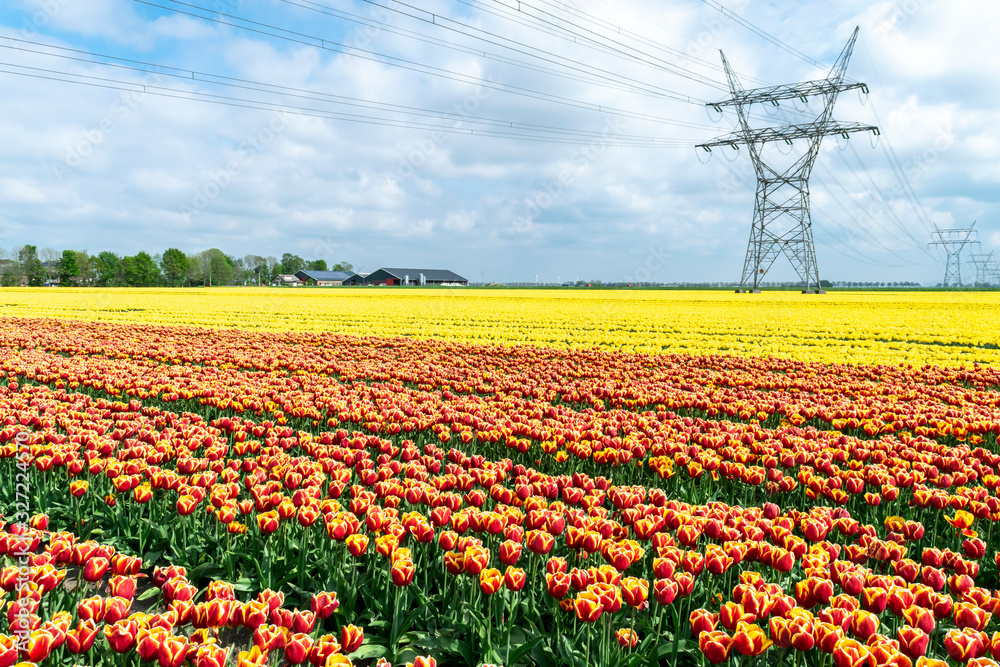 Blooming rows of orange and red-yellow tulips in the Dutch flower fields against the blue sky. Red and yellow tulips on flower plantations in the Netherlands, province of Flavoland, selective focus.