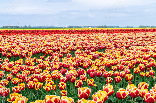 Red  orange and yellow tulips on flower plantations in the Dutch province of Flavoland  selective focus. Blooming rows of tulips in the Netherlands. Spring flower fields against the blue sky.