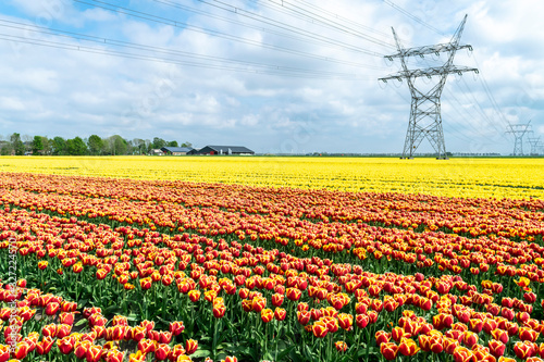 Blooming rows of orange and red-yellow tulips in the Dutch flower fields against the blue sky. Red and yellow tulips on flower plantations in the Netherlands  province of Flavoland  selective focus.