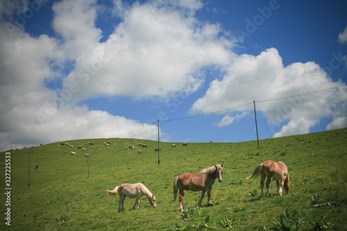 chevaux dans un champ au printemps