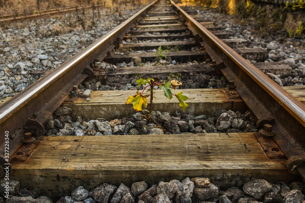 Life is born through the railroad tracks showing the strength of nature. Life is born through the railroad tracks showing the strength of nature.