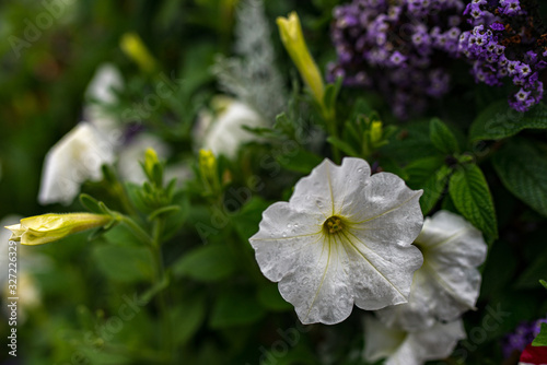 white flower in garden photo