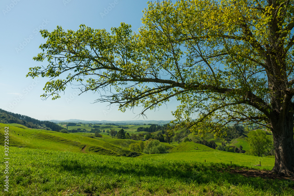 tree in the meadow overlooking hills
