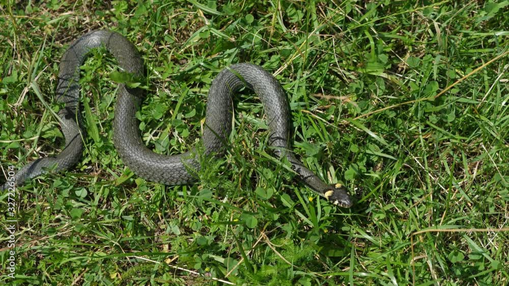 Grass snake (Natrix natrix) sneaks away Grass snake (Natrix natrix) sneaks away