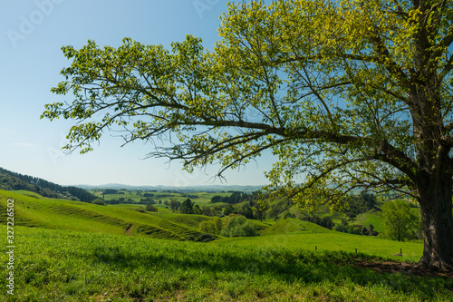 tree in the meadow overlooking hills