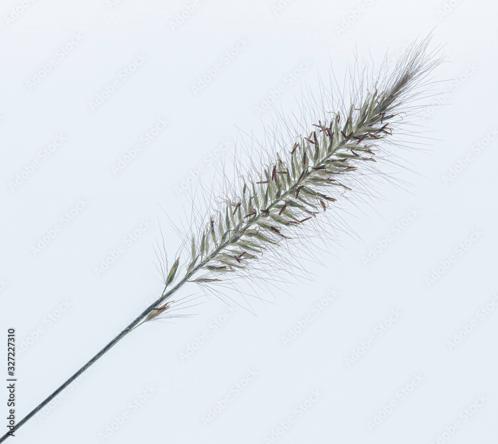 Obraz premium grass isolated on white background