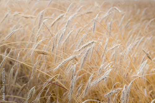 Fields of wheat at the end of summer fully ripe. natural background