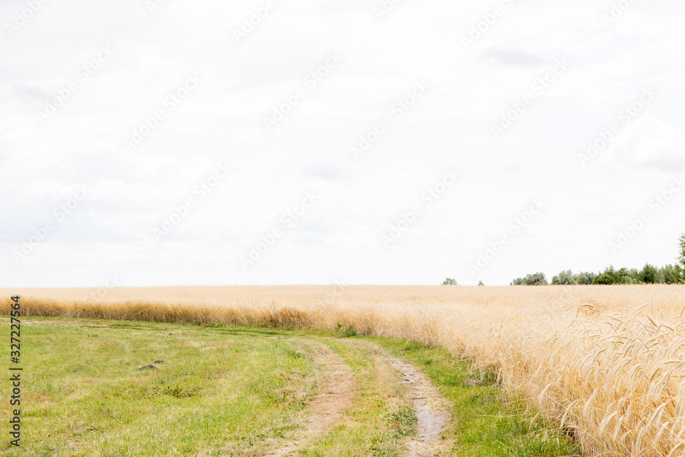Fields of wheat at the end of summer fully ripe. natural background