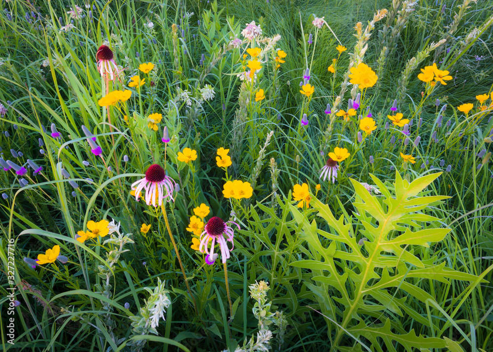 Coneflower, prairie clover and coreopsis blooming in the summer prairie.