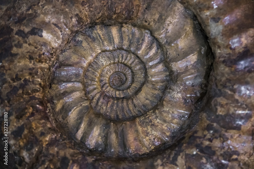 fossilized extinct ammonite at shallow depth of field