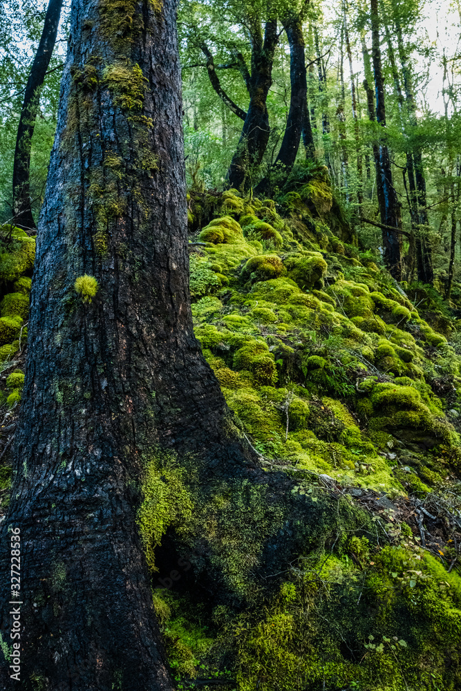 moss and trees in the forest