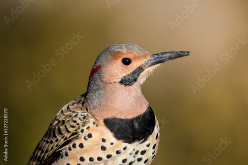 Фотография Norther Flicker closeup, Colaptes auratus, a medium sized bird of the Woodpecker