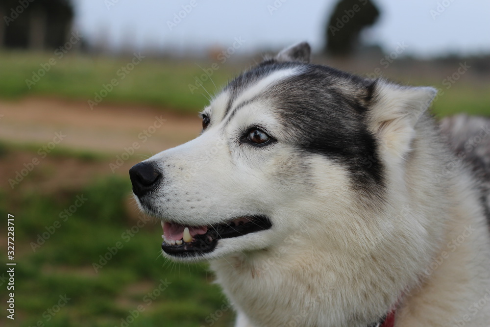 chien husky