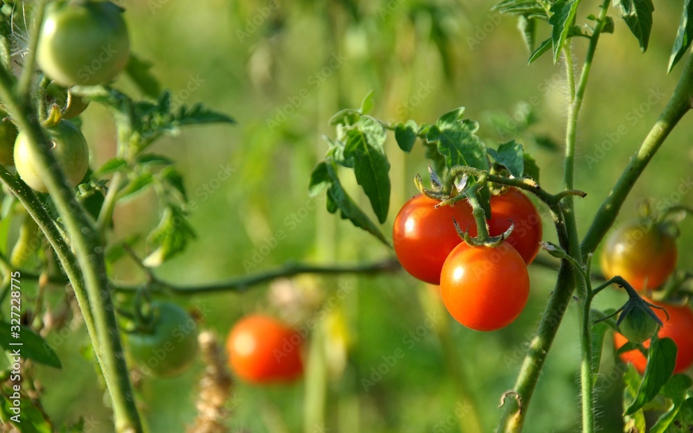 red tomatoes on the vine red tomatoes on the vine