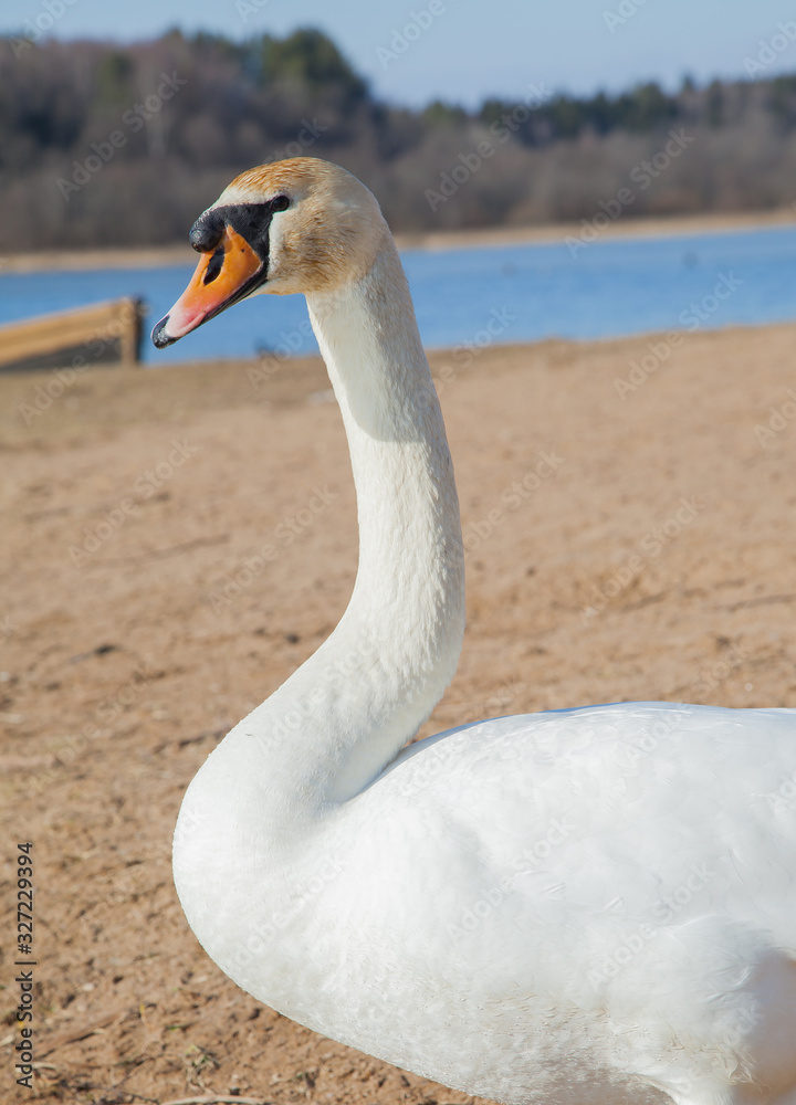 flock of white swans on the lake. beautiful fabulous birds. flock of white swans on the lake. beautiful fabulous birds.