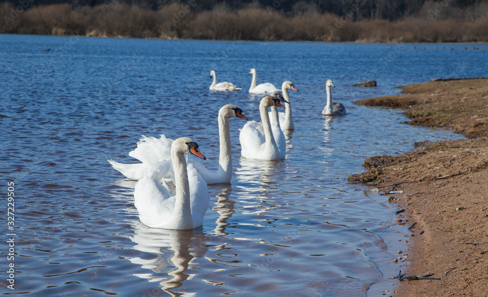 custom made wallpaper toronto digitalflock of white swans on the lake. beautiful fabulous birds.