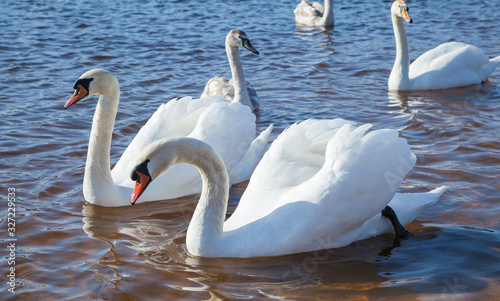 Fototapeta Naklejka Na Ścianę i Meble -  flock of white swans on the lake. beautiful fabulous birds.
