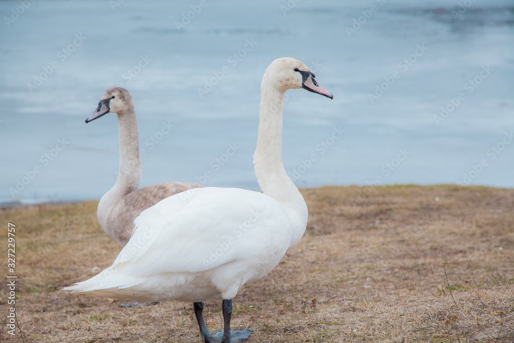 flock of white swans on the lake. beautiful fabulous birds. flock of white swans on the lake. beautiful fabulous birds.
